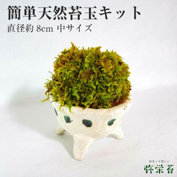 苔 簡単 天然 苔玉 キット 直径約8cm 中