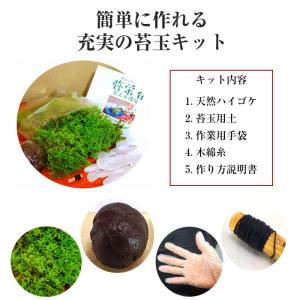 苔 簡単 天然 苔玉 キット 直径約8cm 中の詳細画像1