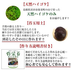 苔 簡単 天然 苔玉 キット 直径約8cm 中の詳細画像2