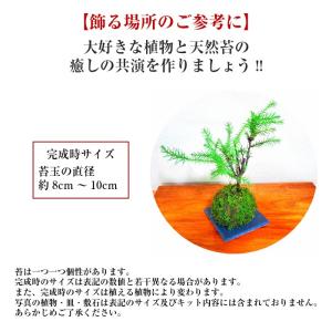 苔 簡単 天然 苔玉 キット 直径約8cm 中の詳細画像3