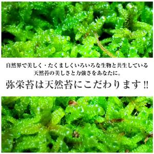 苔 簡単 天然 苔玉 キット 直径約8cm 中の詳細画像4