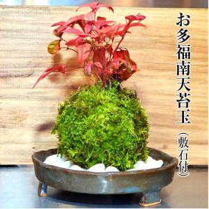 ハロウィン 苔玉 お多福南天苔玉