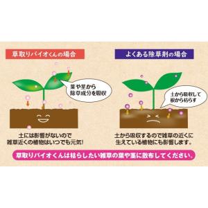 除草剤 安全 草とりバイオくん 2本組 根まで...の詳細画像4