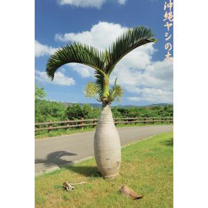 ココスヤシ ――蘇鉄 ソテツ ヤシ サバルヤシ アガベ ―― ココスヤシ ――蘇鉄 ソテツ ヤシ サバルヤシ アガベ ――