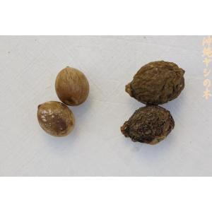 トックリヤシの種子 3粒 送料無料の詳細画像3