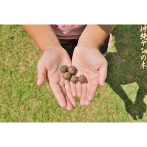 ソテツヤシの種子 2粒 送料無料の詳細画像1