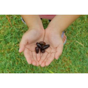 トックリヤシモドキの種子 5粒 送料無料の詳細画像1