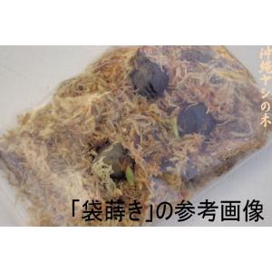 トックリヤシモドキの種子 5粒 送料無料の詳細画像2