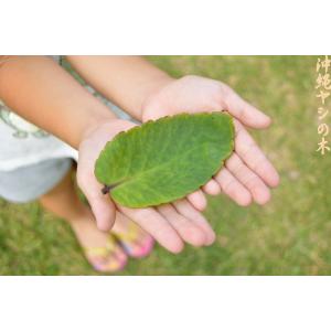 セイロンベンケイソウ 送料無料(ハカラメ・子宝...の詳細画像1