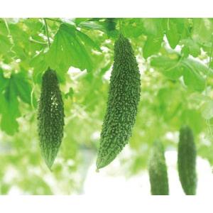 100 ゴーヤ 大分県産 有機 有機栽培 サプリ 野菜 2 240ｇ 80g 28個 ゴーヤ茶 100 パウダー ゴーヤ粉末 無添加 粉末 ニガウリ にがうり 苦瓜 種