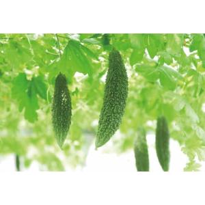 ゴーヤ 沖縄県産 100% パウダー 140g...の詳細画像2