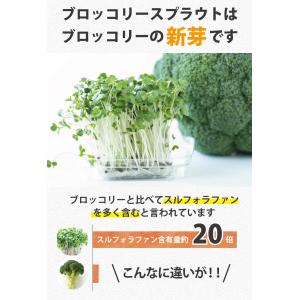 ブロッコリースプラウト 九州産 100% パウ...の詳細画像2