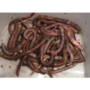 釣り餌 ミミズ（生き餌）の商品一覧｜釣り餌｜釣り - YasuDa Turigu 88545212541