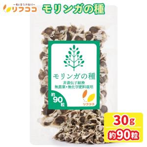 有用植物苗 モリンガ(ワサビノキ) 2株 : 花と緑 国華園 - 通販 - Yahoo