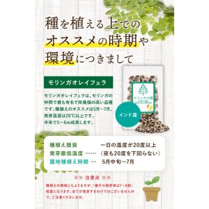 リフココ モリンガの種 30g(約90粒前後入...の詳細画像2