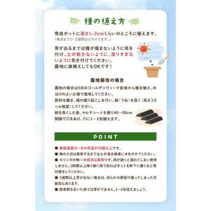 リフココ モリンガの種 30g(約90粒前後入...の詳細画像3
