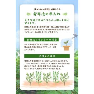 リフココ モリンガの種 30g(約90粒前後入...の詳細画像4