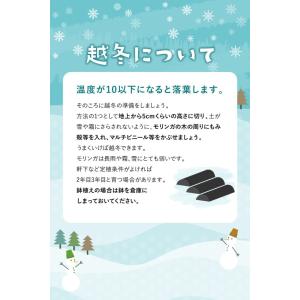 リフココ モリンガの種 30g(約90粒前後入...の詳細画像5