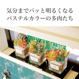 フェイクグリーン ミニ CT触媒加工 インテリ...の詳細画像2