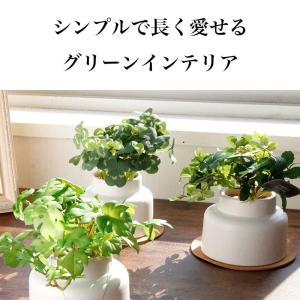 フェイクグリーン 卓上 CT触媒 観葉植物 消...の詳細画像3