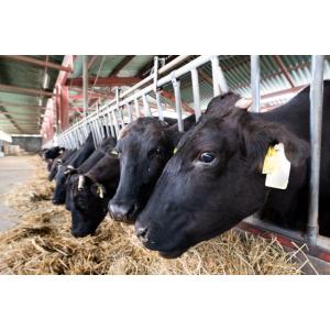 ミネラルソルト 5kg x 4ヶ 鉱塩 肉牛用...の詳細画像3