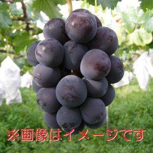 《送料無料》山梨県笛吹市産　