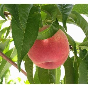 桃 山梨県産 日川白鳳 秀品クラス 送料無料の詳細画像3
