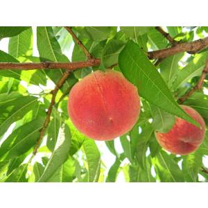 桃 山梨県産 日川白鳳 秀品クラス 送料無料の詳細画像4