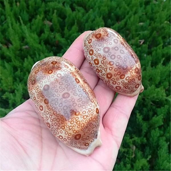 巻貝 標本 タカラガイ Cypraea 5- 水族館 装飾 造景用 天然素材 8.5-9cm