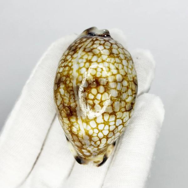 タカラガイの標本 2- 有機素材 海洋テーマのインテリア飾り コレクション品 Flower pill...