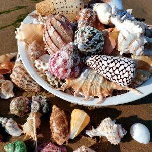 天然貝殻とヒトデのセット 水中装飾 アクアスケ...の詳細画像2