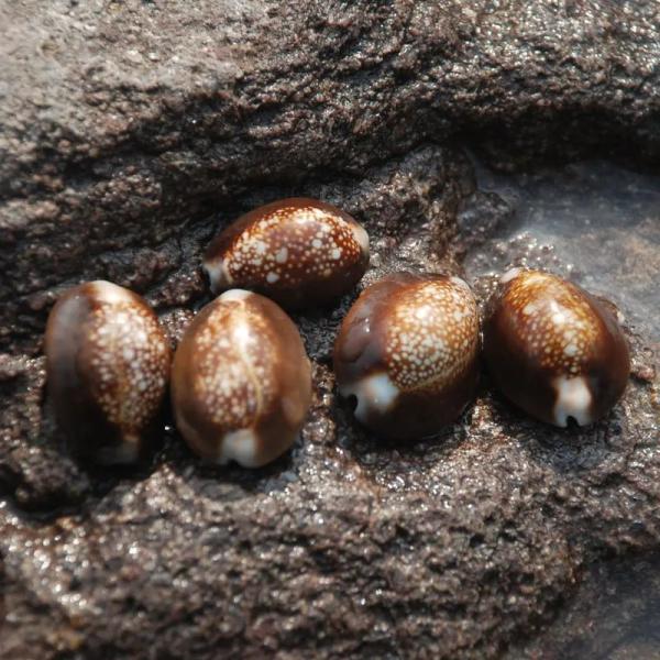 タカラガイ貝殻オーナメント 2-3cm ホームアクアリウム装飾 水槽アート クラフトデコレーション