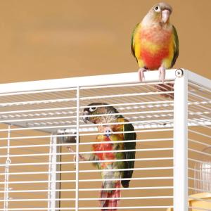 鳥かご 大型 金属 スタンド キャスター フラ...の詳細画像3