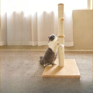キャットタワー 麻 ジュート 大型 はしご 棚...の詳細画像1