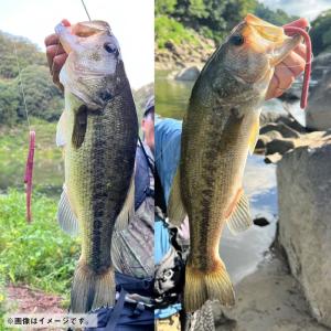ダイワ スティーズネコストレートロング 9イン...の詳細画像4