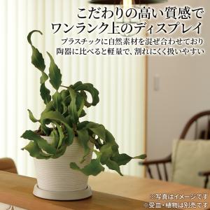 リッチェル 植木鉢 ボタニー ミディポット 1...の詳細画像1