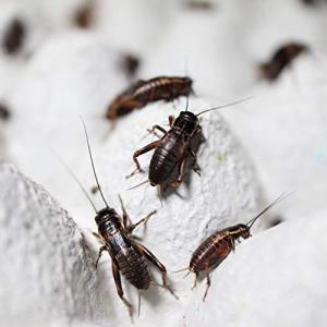 生き餌 コオロギ Sの商品一覧 通販 Yahoo ショッピング