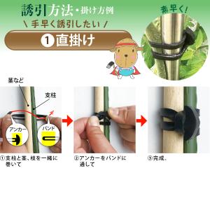 誘引クリップ 支柱結束 誘引 ひも 楽らくアン...の詳細画像5
