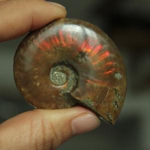 化石　原石　アンモライト　アンモナイト　カナダ産　幅4.1cm 置物　箱付き a40972-1_700.jpg