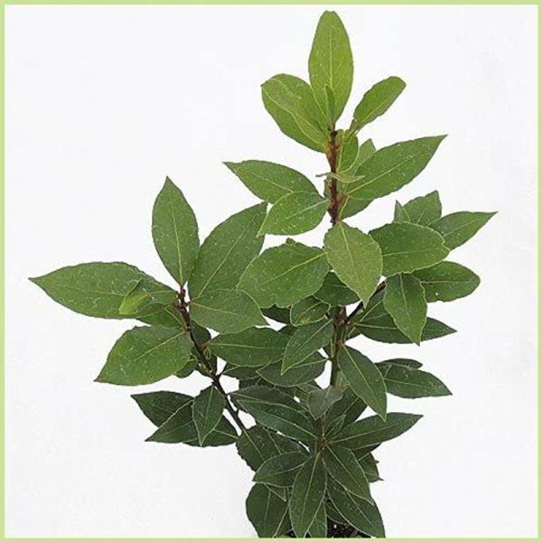 ハーブの苗木 月桂樹（ローリエ）の苗木