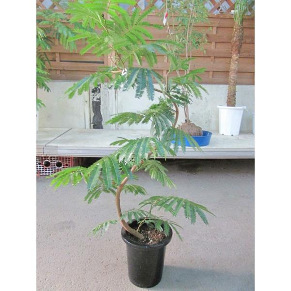 エバーフレッシュ 曲がり樹形 8号