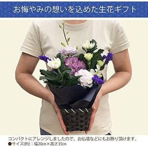 生花 花材 切り花 デンファレ アンナ 10本 お試し価格 結婚 お祝い 記念品 誕生日 白 フラワーアレンジメント Royaldiamondlabradoodles Com