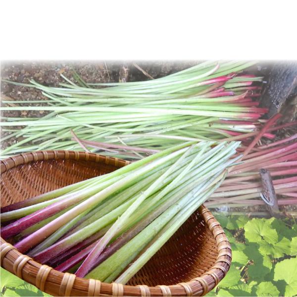 【早期予約推奨】【保冷剤入り】［新潟魚沼産］豪雪地帯の 天然 山の ふき 蕗 約１kg /採りたてそ...