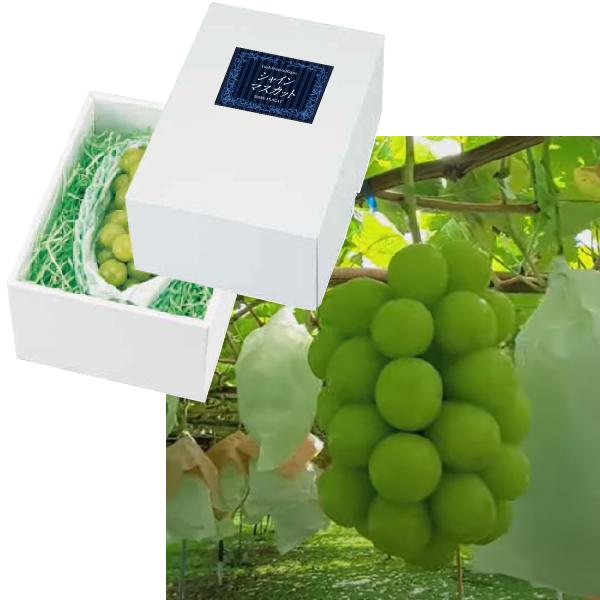 長流しなの川の恵み 新潟産「シャインマスカット」１房 / 新潟はフルーツの宝庫/化粧箱（保冷剤入り）