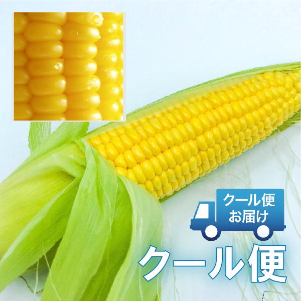 【クール便】新潟魚沼産 とうもろこし 10〜12本 生でも甘くて美味しい 朝採り 新鮮 〜