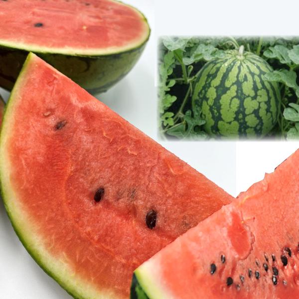 新潟 南魚沼 ブランド 西瓜 「 八色 (やいろ) のスイカ 」 小玉 ×２玉（総重量約4〜5kg）