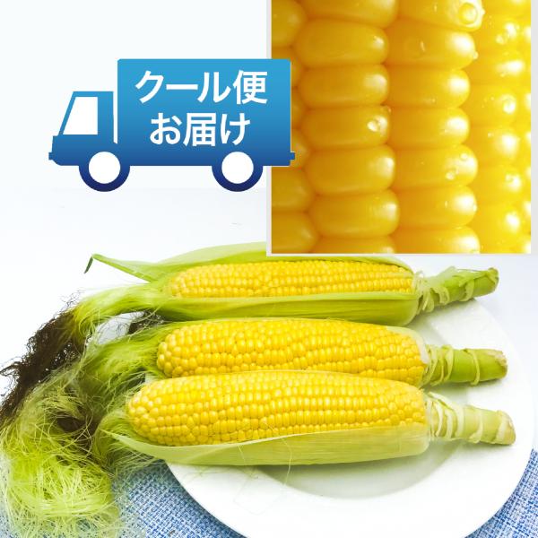 【クール便】豪雪地帯の 鬼あまい とうもろこし 10本〜12本 新潟津南産 朝採り 新鮮