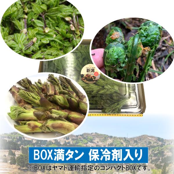 【BOX満タン】【保冷剤で鮮度保持】［新潟魚沼産］天然 山菜 新々３種（こしあぶら・たらのめ・こごみ...