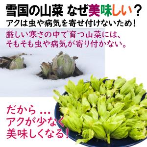 【BOX満タン】【鮮度保持のための保冷剤】[新...の詳細画像2