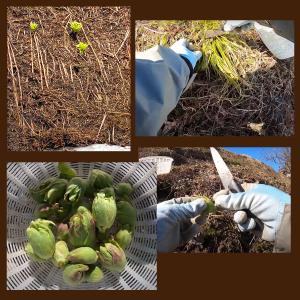 【BOX満タン】【鮮度保持のための保冷剤】[新...の詳細画像3